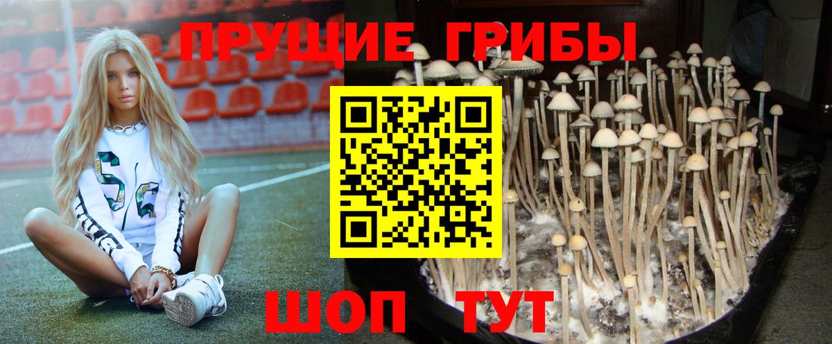 Галлюциногенные грибы прущие грибы  Вход с VPN  Клинцы 